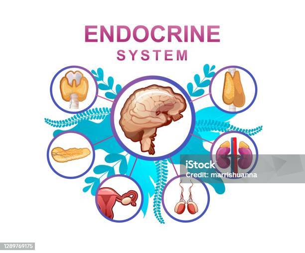 Human Endocrine System Vector Illustration Stock Illustration - Download Image Now - Endocrine System, Diagram, Hypothalamus