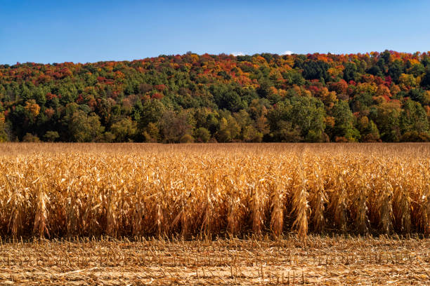 des rangées de tiges de maïs et d’arbres sur une colline le long de l’horizon, montrent leur feuillage d’automne dans la lumière du soleil de l’après-midi pendant une journée d’automne dans la région de fingers lakes de l’état de new yor - corn corn crop field stem photos et images de collection