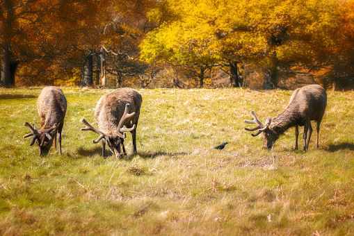 Deer stags feeding on grass in the autumn nature