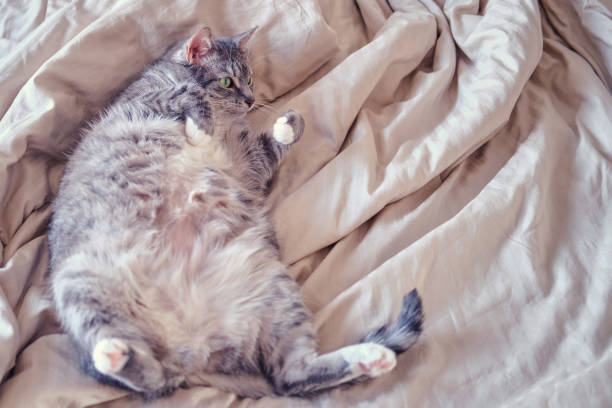 graue schwangere katze liegt auf dem bett bauch oben, nahaufnahme - tier rücken stock-fotos und bilder