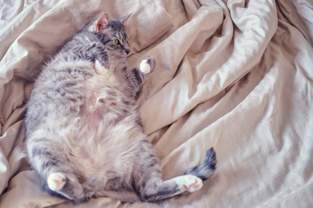 Grey pregnant cat lying on the bed belly up, closeup Grey pregnant cat lying on the bed belly up, closeup animal back stock pictures, royalty-free photos & images