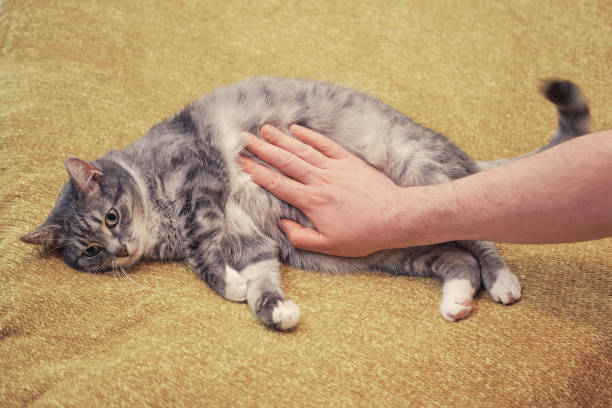 A man hand strokes a cat on a sore stomach. Yellow bed in room, copy space A man hand strokes a cat on a sore stomach. Yellow bed in room, copy space hairy fat man pictures stock pictures, royalty-free photos & images