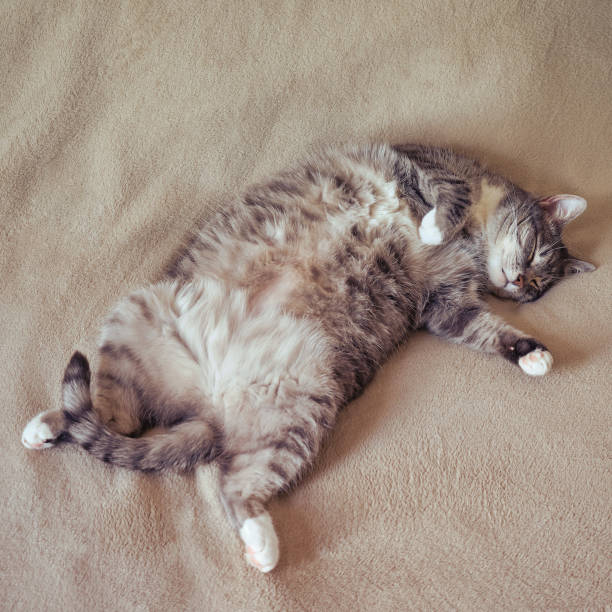 High angle view of sleeping cat.