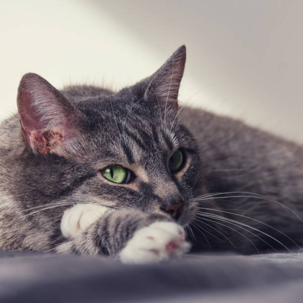 gatto malinconico giace triste sul letto, animale domestico con alla luce della finestra mettere la zampa sotto la testa - solitude loneliness bedroom empty foto e immagini stock