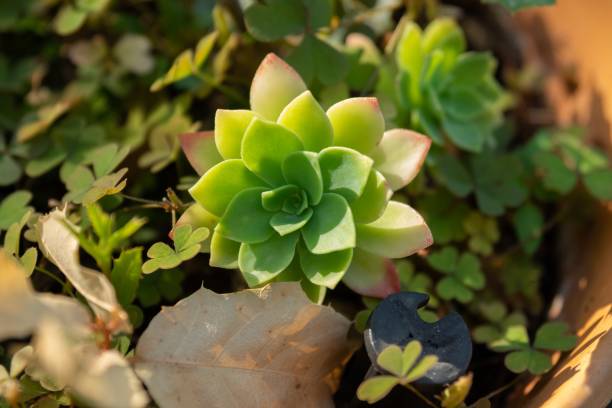 istock Small Aeonium in a flower pot 1289770437