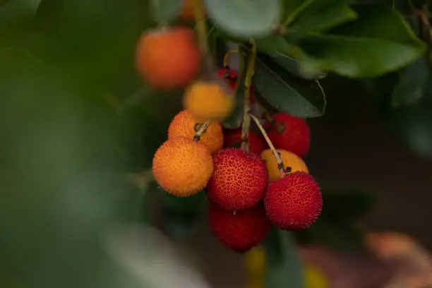 Photo of Fruits of arbutus unedo, or strawberry tree in the Retiro park, Madrid.