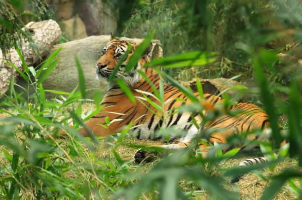 wielki kot, tygrys sumatrzański jest populacją panthera tigris sondaica na indonezyjskiej wyspie sumatra, wymienione jako krytycznie zagrożone na czerwonej liście iucn, największy gatunek kota, rodzaj panthera. - tiger animal sumatran tiger endangered species zdjęcia i obrazy z banku zdjęć