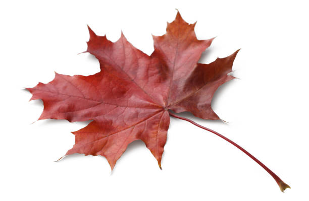 istock Autumn maple leaf isolated on white background with shadows, clipping path  for isolation without shadows on white 1289773535