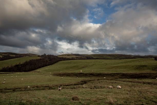 istock Field Of Sheep. 1289775024