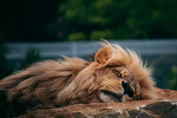 Photo of Photo of lion in the zoo