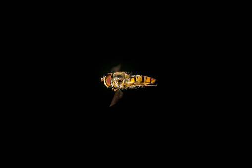 flying hoverfly on black background