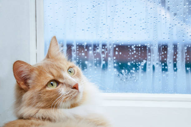 istock Beige cat lying on windowsill with drops on the glass. 1289776156