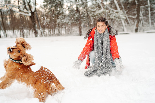Smiled young woman in red winter coat spending winter day with her cocker spaniel dog outdoors on snow, having fun together while throwing and catching snowballs