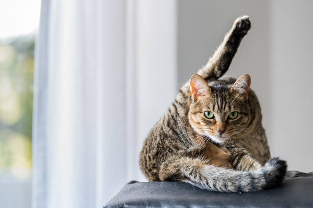 gato alerta - grooming fotografías e imágenes de stock