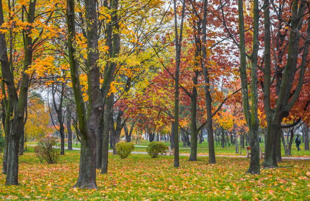 istock Leaf fall in the park in autumn. Landscape with maples and other trees on a cloudy day. 1289777675