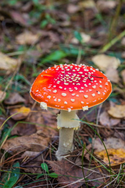 istock Red fly agaric in autumn forest. Red mushroom / toadstool in the forest 1289777724