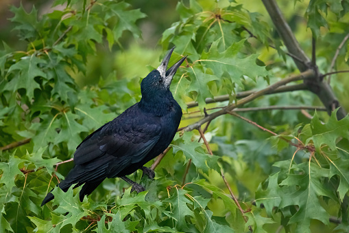 The rook (Corvus frugilegus), black bird on the branch of a tree