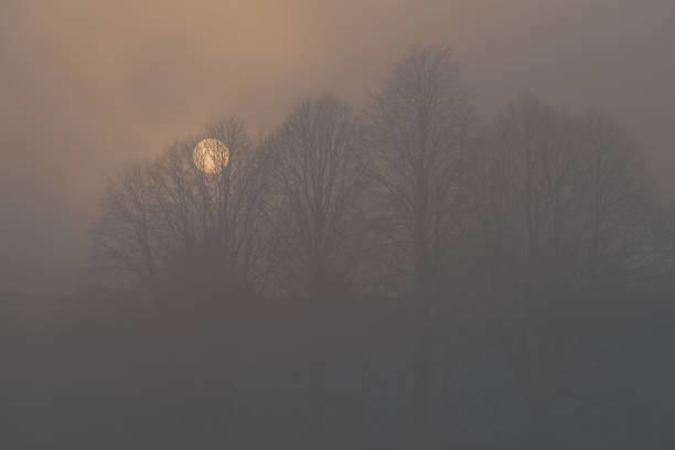 Photo of Fog and dusk obscure bare trees and the setting sun