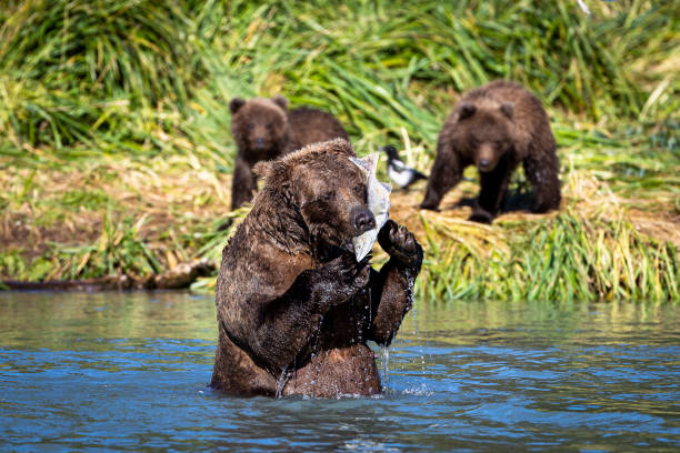 istock Grizzly feeding on salmon 1289782528
