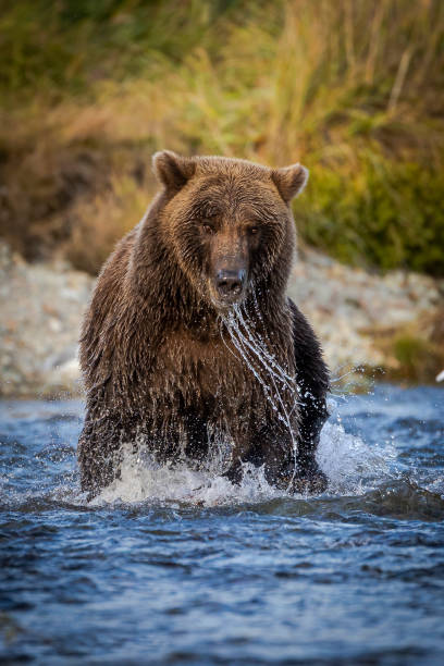 Grizzly hunting for Alaskan salmon stock photo