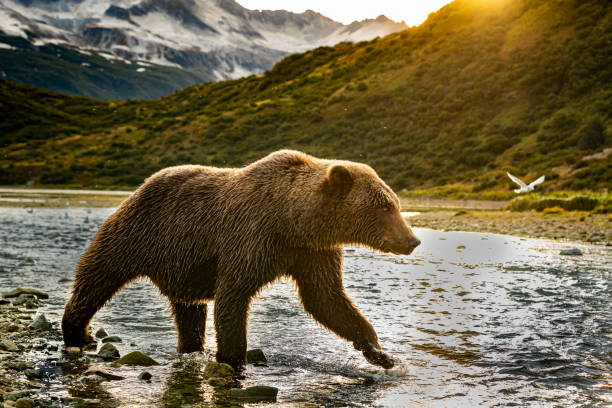 Grizzly hunting for Alaskan salmon Grizzly bear rocky mountains north america stock pictures, royalty-free photos & images