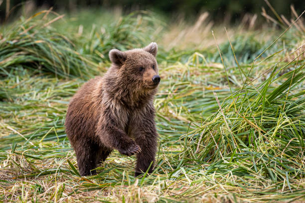 grizzly cub - katmai national park imagens e fotografias de stock