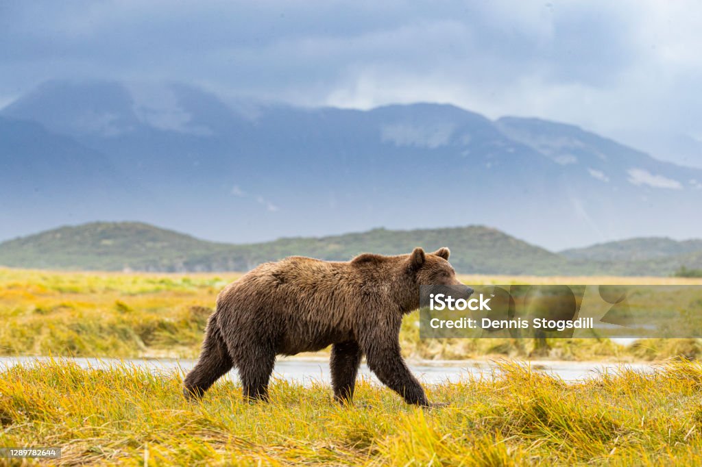Grizzly hunting for Alaskan salmon Grizzly bear Grizzly Bear Stock Photo