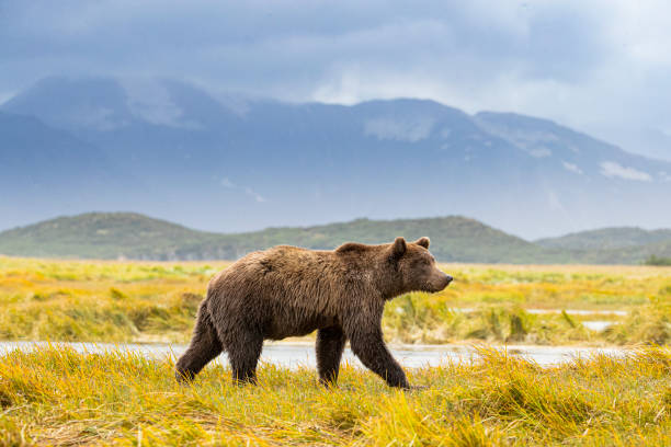 Grizzly hunting for Alaskan salmon stock photo