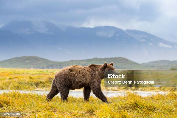 Grizzly Hunting For Alaskan Salmon Stock Photo - Download Image Now - Grizzly Bear, Denali National Park and Preserve, Bear