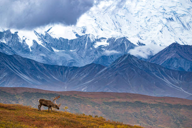 Caribou with Alaskan Range stock photo