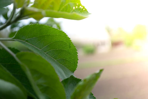 istock green apple tree leaves on sunlight background 1289783560