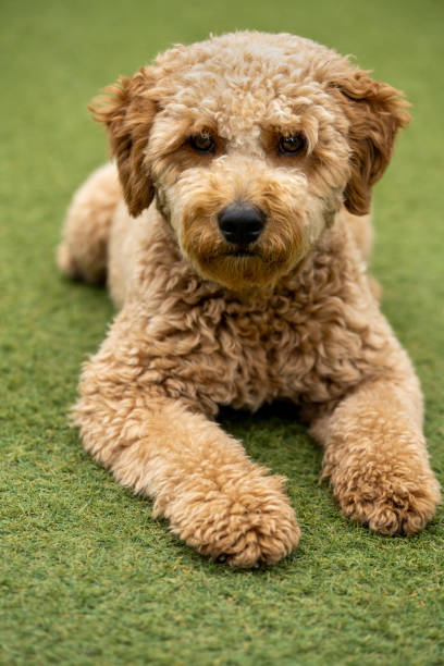 istock Mini golden doodle puppy looking to the camera 1289784570
