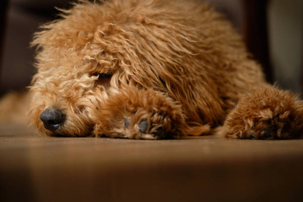 istock Mini golden doodle puppy sleeping 1289784576