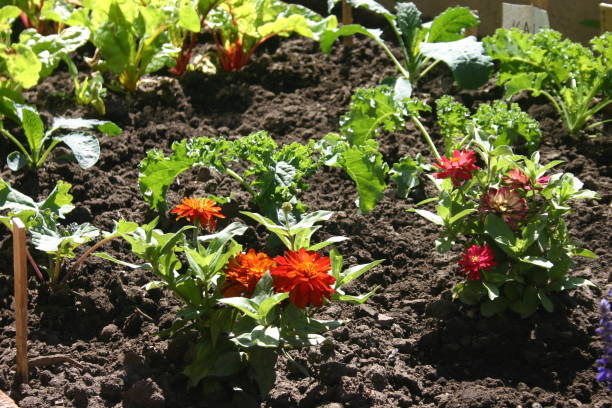 Inner city Terrace garden
