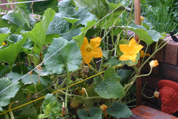 istock Urban Garden Vegetables - Spaghetti squash 1289786843
