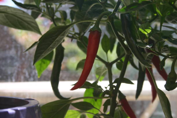 istock Urban Garden Vegetables-Peppers_2020 1289787580