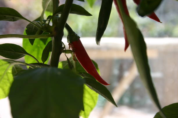 istock Urban Garden Vegetables-Peppers_2020 1289787582