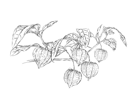 Physalis, Chinese or Japanese lantern plant, ground cherry or winter cherry plant illustration. Drawn in pen and ink. Vector EPS10 Illustration.