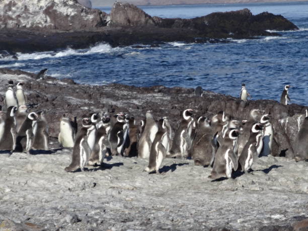 istock Penguin island Marine Park, Santa Cruz 1289787626