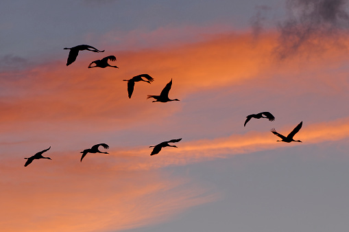 Crane in flight at sunset