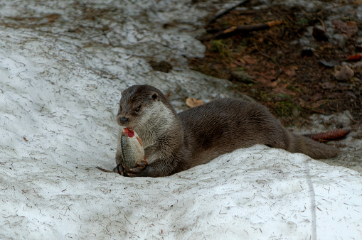Otter eating fish (Lutra lutra)