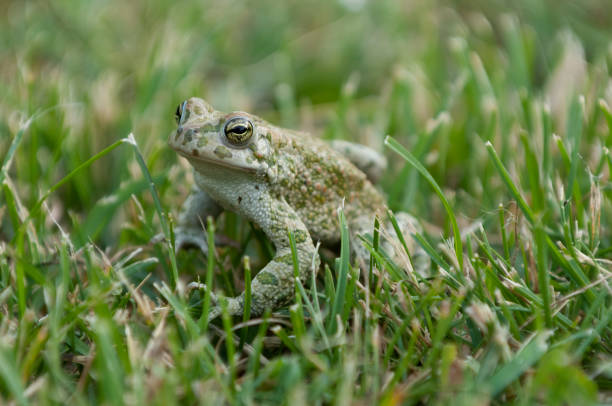 sapo verde europeo (bufo viridis) - sapo fotografías e imágenes de stock