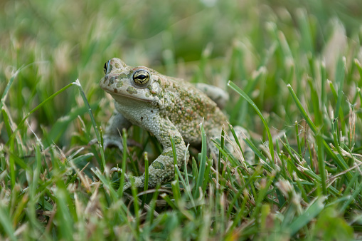 Close-up of common frog (Bufo bufo) in natural ecosystem.
