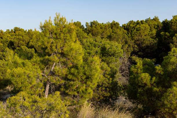 istock Rare tree bushes grown on deserted clay soles 1289790823