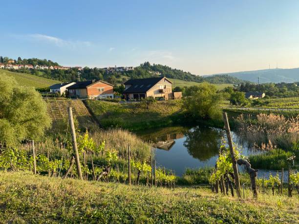 istock Lake in the Vineyards 1289790896