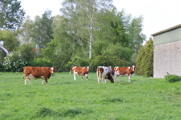 istock a meadow with a herd of brown cows in the netherlands in springtime 1289792869