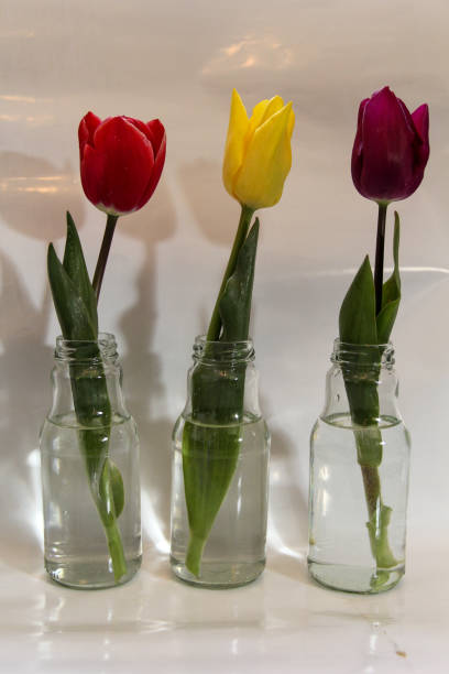 istock a row of three tulips with different colours in a vase with a white background 1289792872