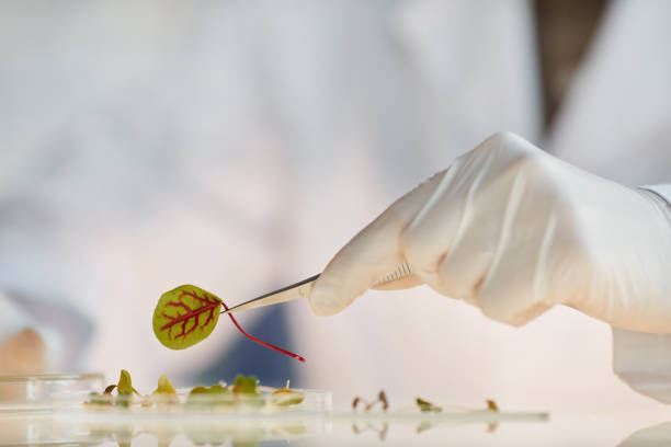 istock Closeup of Scientist doing Experiments with Plant 1289792882