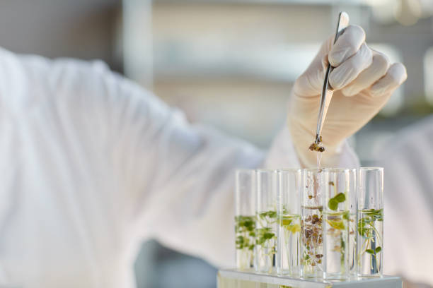 istock Close up of Scientist doing Experiments with Plants 1289792885
