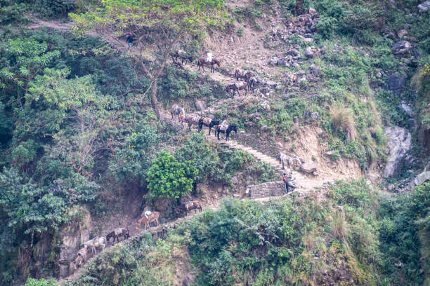 Several pack mules descending a steep hill with switchbacks in the Himalayas, Nepal.